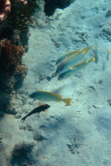 Plectorhinchus gaterinus