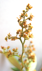Searsia tomentosa