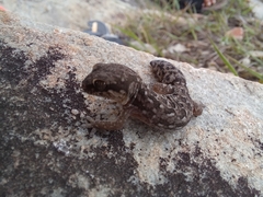 Pachydactylus maculatus
