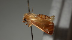 Denticucullus pygmina