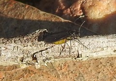 Sciara hemerobioides