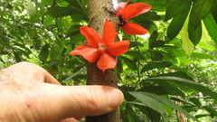 Heisteria cauliflora