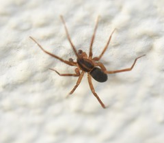 Scotina