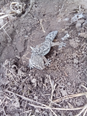 Pachydactylus maculatus