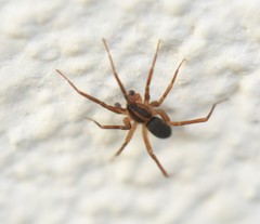 Scotina