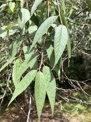 Prunus serrula