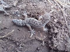 Pachydactylus maculatus