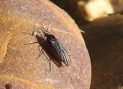 Sciara hemerobioides