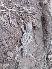 Pachydactylus maculatus