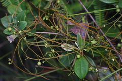 Cuscuta