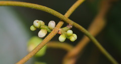 Cuscuta