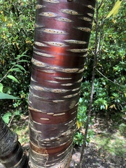Prunus serrula