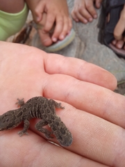 Pachydactylus maculatus