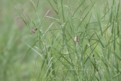 Cisticola erythrops