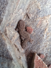 Pachydactylus maculatus