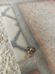 Guioperus