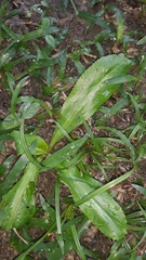 Eryngium foetidum