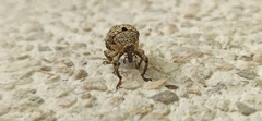 Guioperus