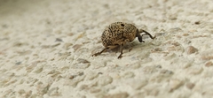 Guioperus
