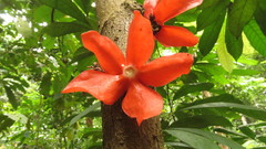 Heisteria cauliflora