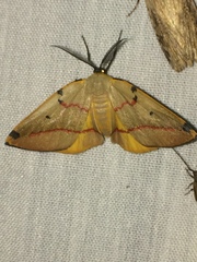 Phoenicocampa rubrifasciata