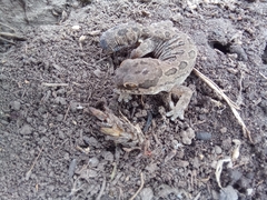 Pachydactylus maculatus