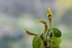 Aristolochia pallida