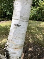 Betula utilis jacquemontii