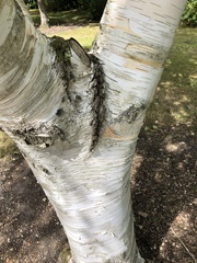 Betula utilis jacquemontii
