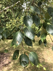 Betula utilis jacquemontii