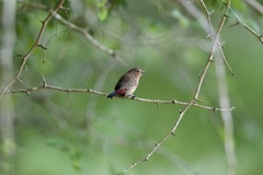 Lagonosticta rhodopareia