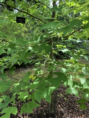 Liriodendron chinense