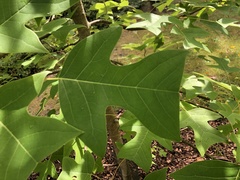 Liriodendron chinense