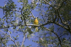 Malaconotus blanchoti