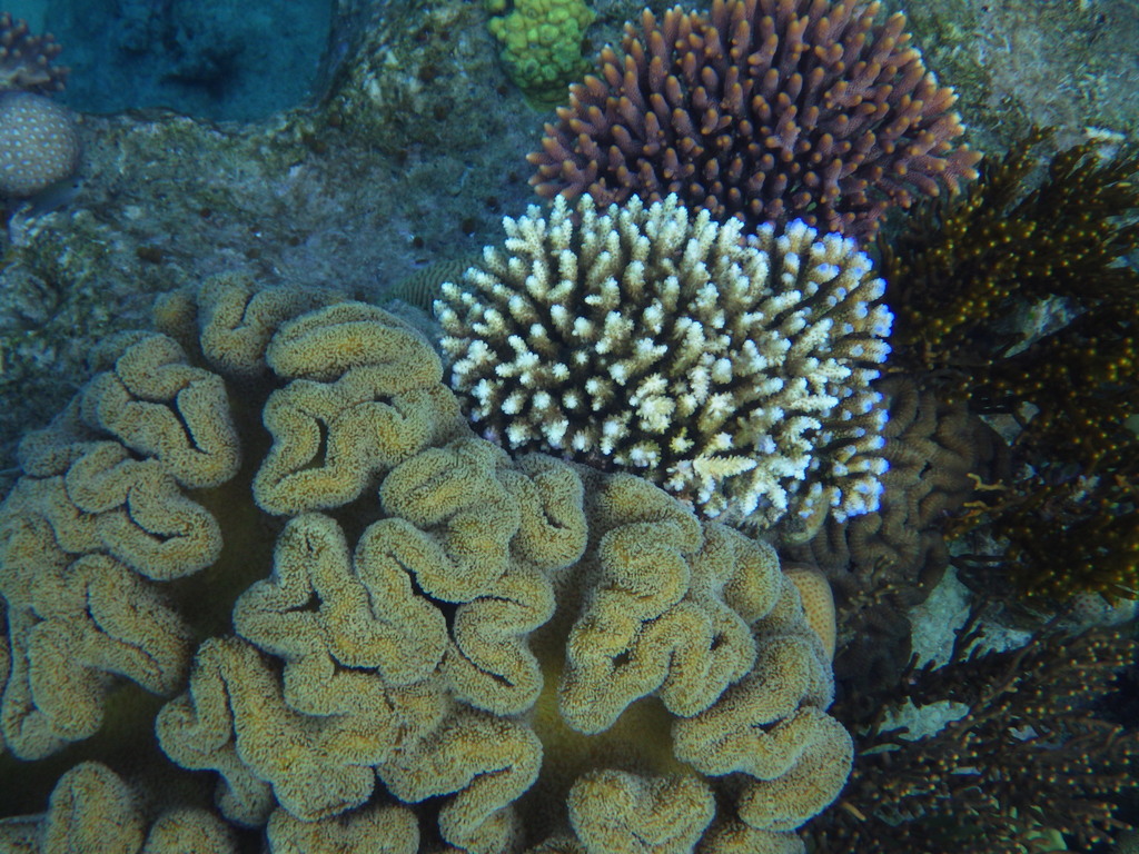 Staghorn coral