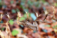 Gentiana asclepiadea