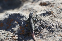 Platysaurus orientalis