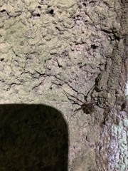 Stygnoplus clavotibialis