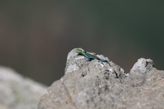 Platysaurus orientalis