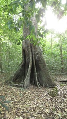 Mora excelsa