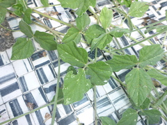 Macroptilium atropurpureum