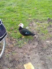 Cairina moschata domestica