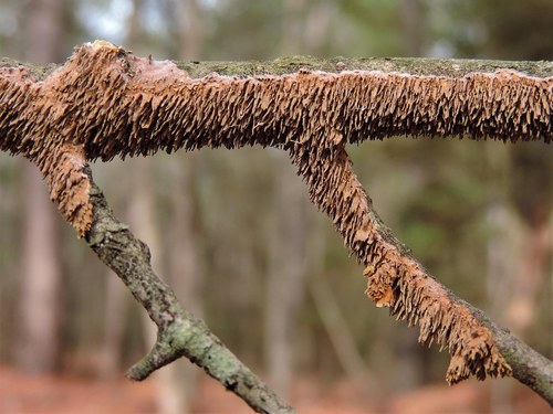 brown-toothed crust fungus