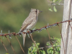 Muscicapa striata striata