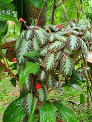 Episcia