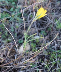 Tragopogon dasyrhynchus