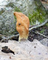 Trichoderma alutaceum