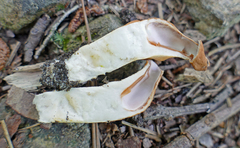 Trichoderma alutaceum