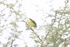 Eremomela icteropygialis