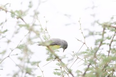 Eremomela icteropygialis
